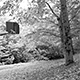 6x7 -  Stevens Creek Carved Trees