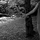 Holga -  Stevens Creek Carved Trees